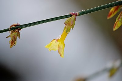 Jasminum nudiflorum - jasmín nahokvětý - detail květu a větévky